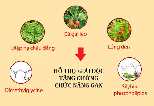 
Các thành phần trong Ganliver tạo ra tác động toàn diện trên hoạt động và chức năng gan
