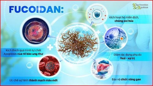 
5 công dụng chính của Fucodan với người bệnh ung thư
