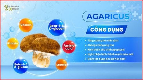 
Nấm Agaricus - thực phẩm kỳ diệu cho sức khỏe
