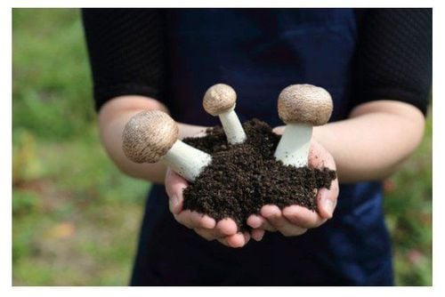 
Nấm Agaricus
