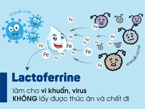 Lactoferrin có vai trò gì trong hệ miễn dịch?