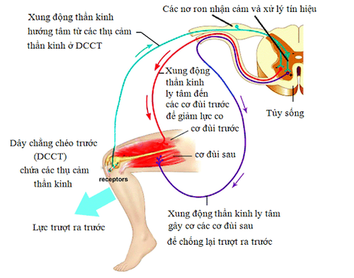 
Hình 2. Hoạt động của các “cảm biến” trong dây chằng chéo trước
