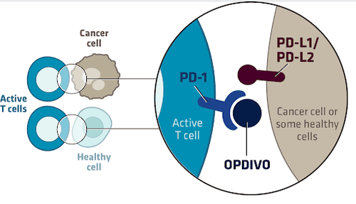 
Nivolumab gắn với thụ thể PD-1 trên tế bào T
