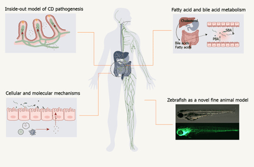 Những thay đổi bệnh lý của hệ thống bạch huyết trong bệnh Crohn 