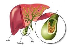 Why Does the Gallbladder Collapse?