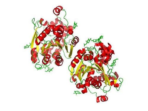 Cấu trúc tinh thể của lipase dạ dày ở người